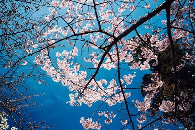 Low angle view of flowers against blue sky