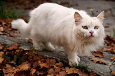 Close-up of cat