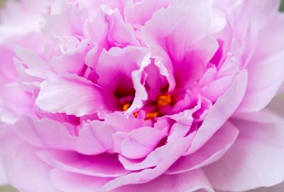 Full frame shot of pink flower