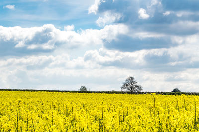 Scenic view of oilseed rape field against sky