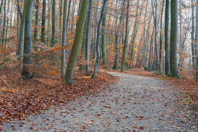 Road amidst trees in forest during autumn