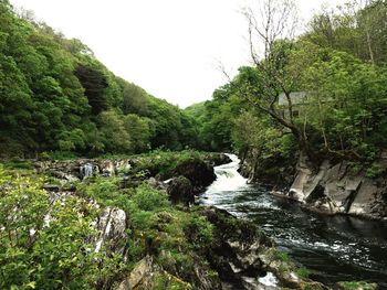 Stream flowing through forest