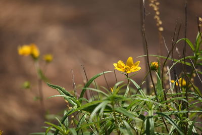 Close-up of yellow flowering plant