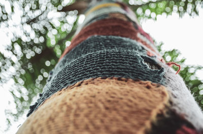 Low angle view of tree trunk in forest