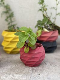 Close-up of potted plant