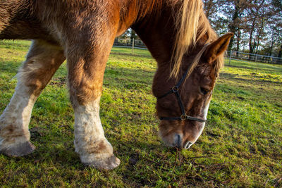 Horse grazing in a field