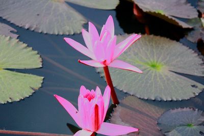 Close-up of pink flower