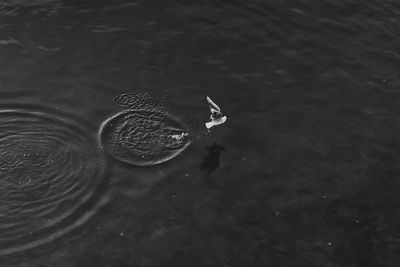 High angle view of two people in puddle
