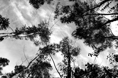 Low angle view of trees against sky