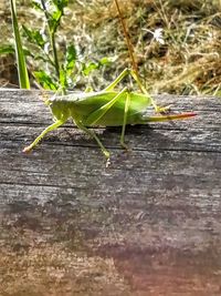 Close-up of grasshopper on wood