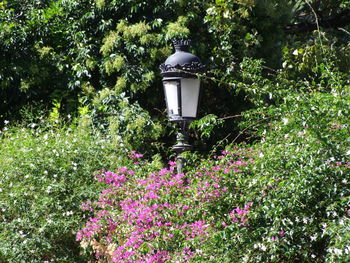 Flowers blooming on tree