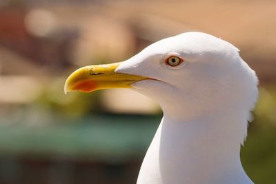 Close-up of seagull