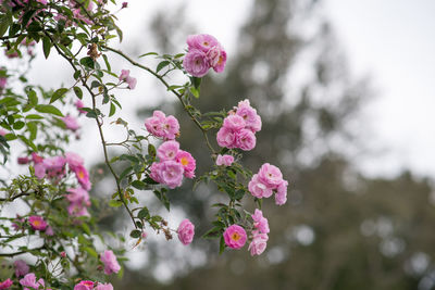 Close-up of pink cherry blossoms in spring