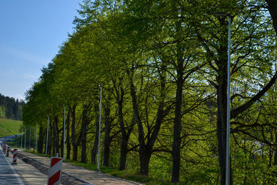 Footpath amidst trees against sky