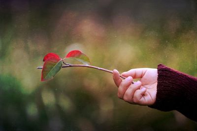 Close-up of hand holding red flower