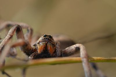 Close-up of spider