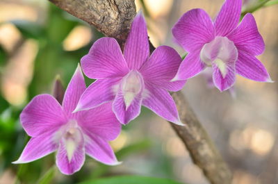 Close-up of pink flowering plant