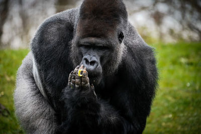 Close-up of gorilla