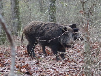 Animal in forest