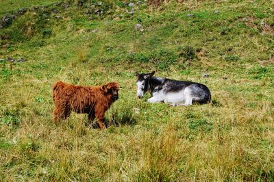 Sheep in a field