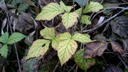 Close-up of leaves