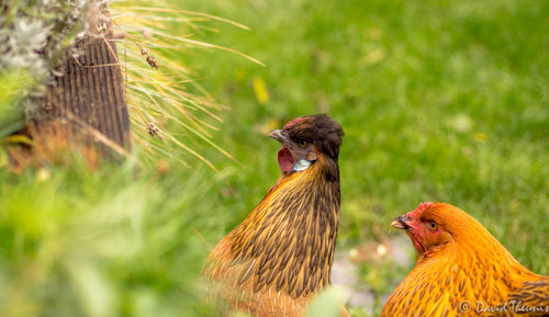 Chicken on a plant 