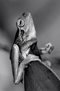 Close-up of frog