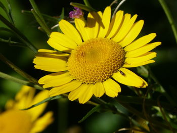 Close-up of yellow sunflower