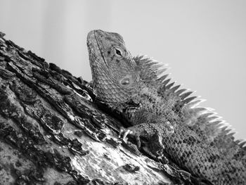 Close-up of a lizard on rock