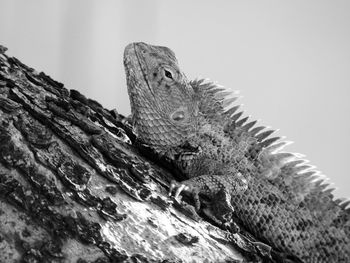 Close-up of a lizard on rock