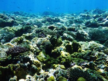 Aerial view of sea and coral