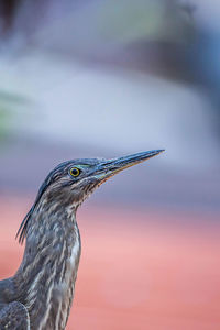 Close-up of a bird