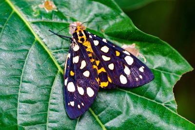 Close-up of butterfly on leaves