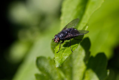 Close-up of insect on leaf