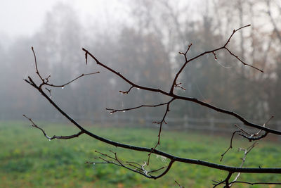 Low angle view of bare tree against sky