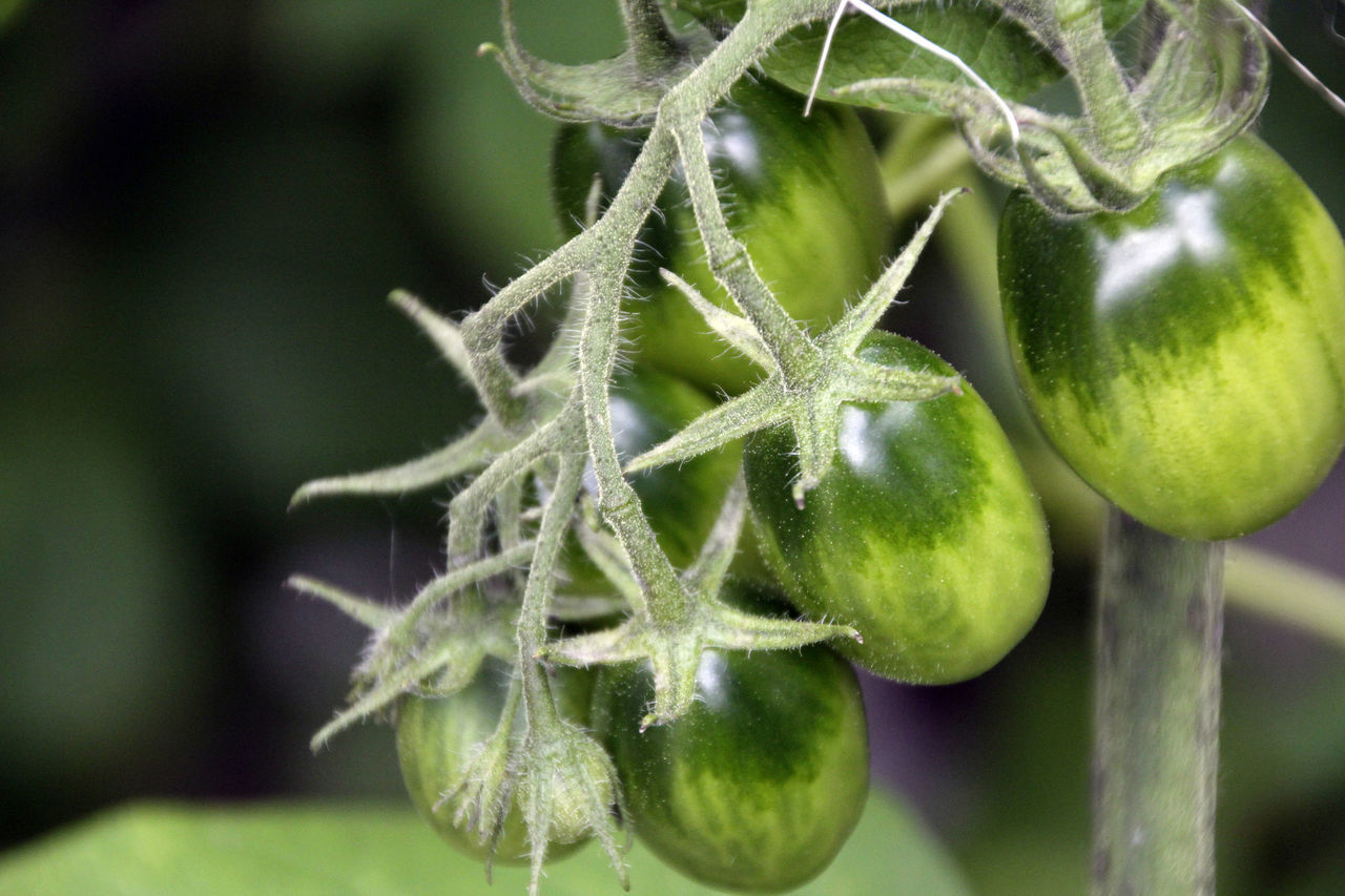 Tomatoes growing