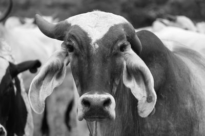 Close-up portrait of cow