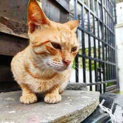 Close-up of a cat looking away