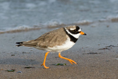 Close-up of bird