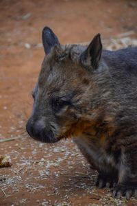 Close-up of an animal looking away