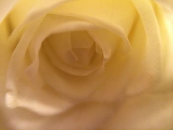 Macro shot of yellow rose