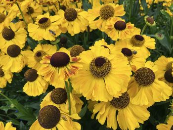 Close-up of sunflower