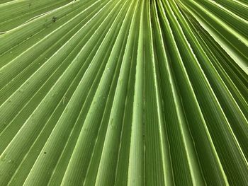 Full frame shot of palm leaves