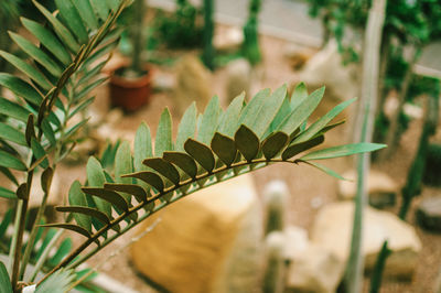 Close-up of leaves on plant