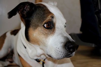 Close-up of dog looking away at home