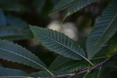 Close-up of leaves