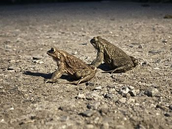 Close-up of lizard on land