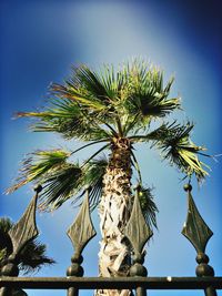 Low angle view of palm trees against blue sky