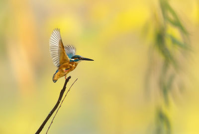 Kingfisher perching on twig