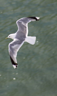 Seagull flying over lake